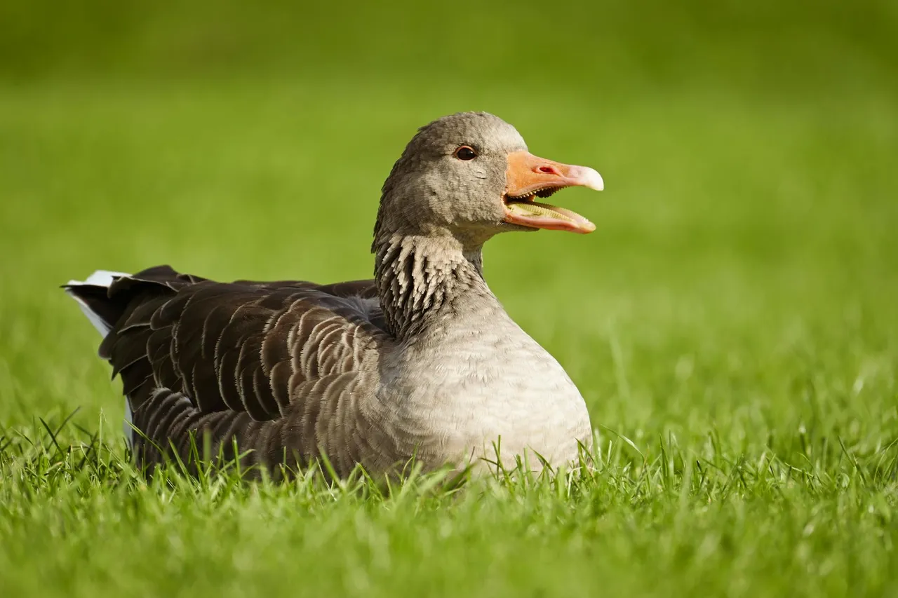 Agente IA Goose 1.2: Automatización y privacidad local